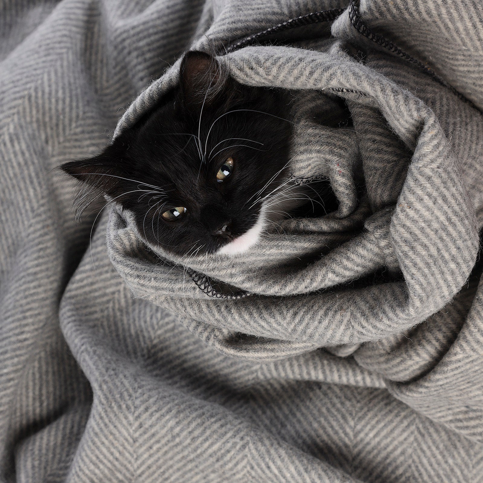 Herringbone Pet Blanket Grey Medium Dunedin Cashmere